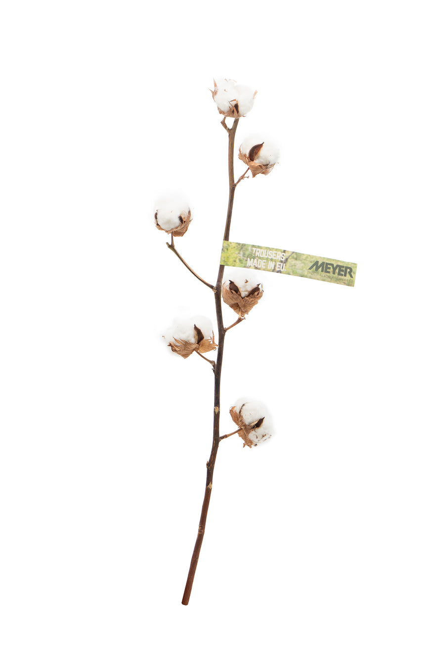 Cotton Branch